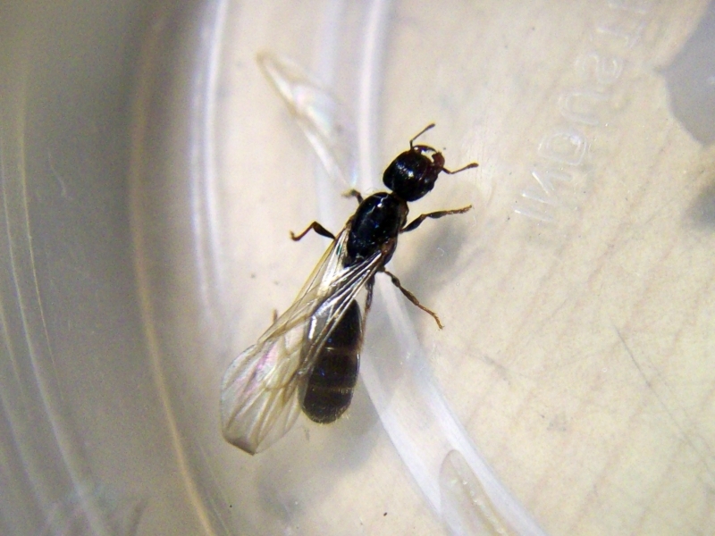 Pheidole_aberrans_claves_4