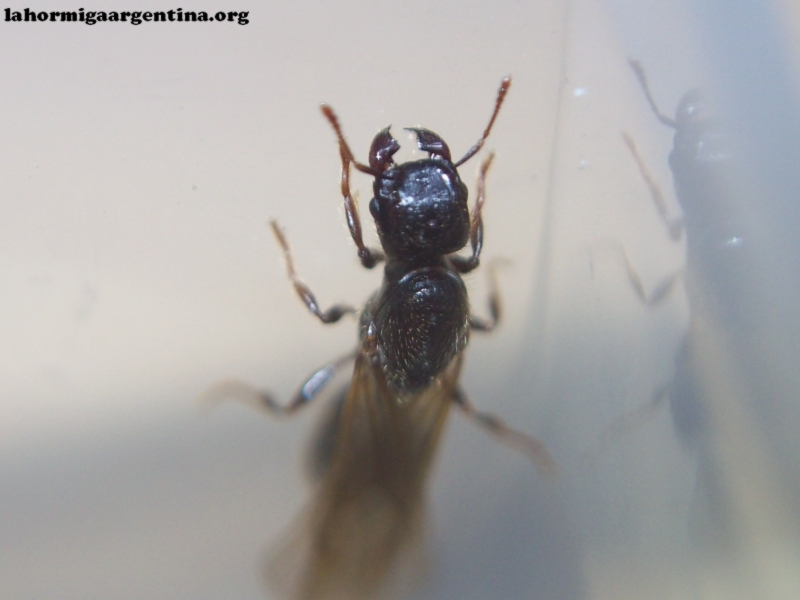 Pheidole_aberrans_claves_5