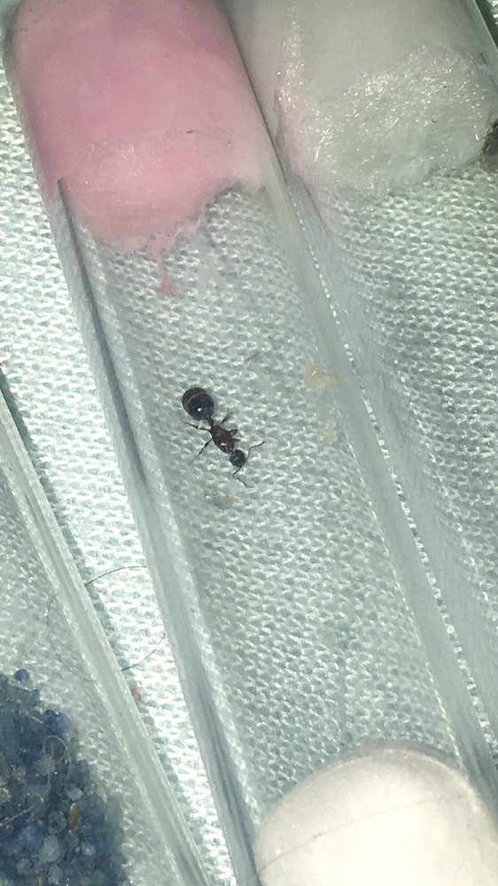 Pheidole larva Aurelio