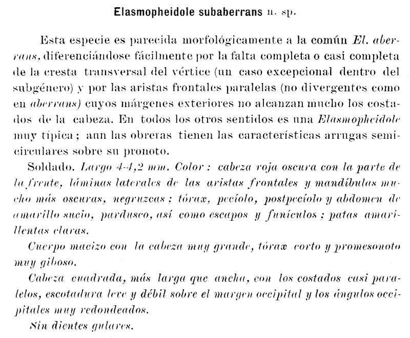Pheidole_subaberrans_1
