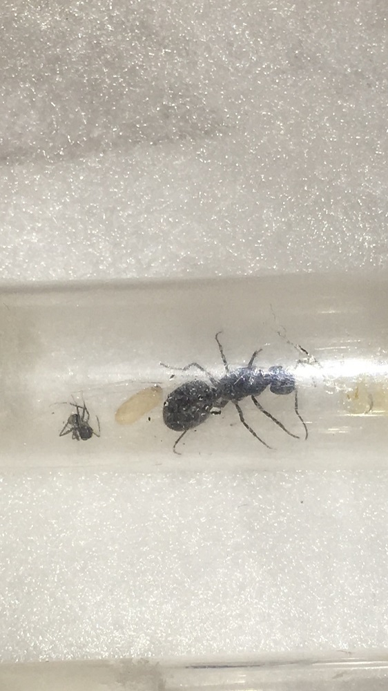 Susto primera camponotus nurse Aurelio
