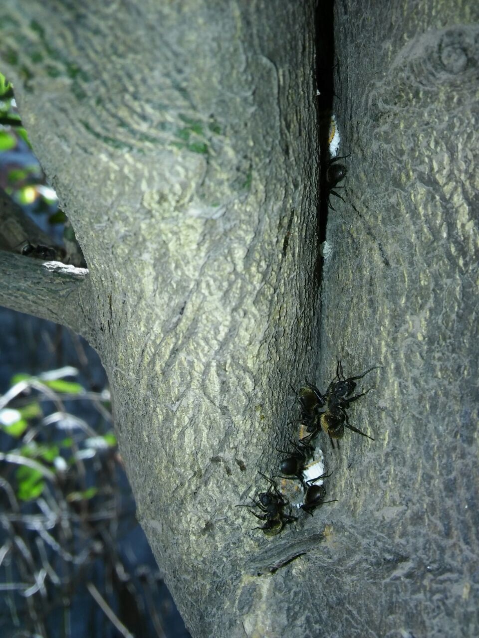 Camponotus Mus cuidando....hongo?