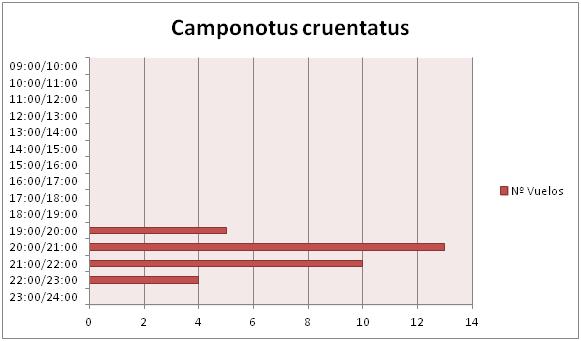 vuelos cruentatus