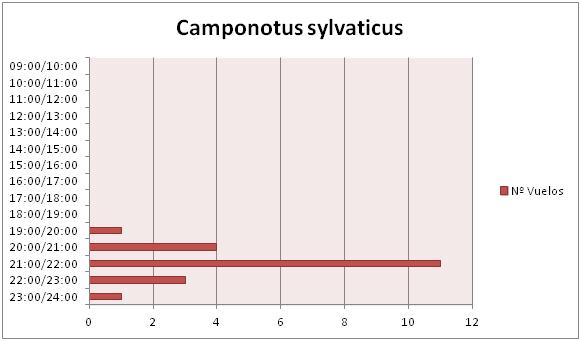 vuelos sylvaticus