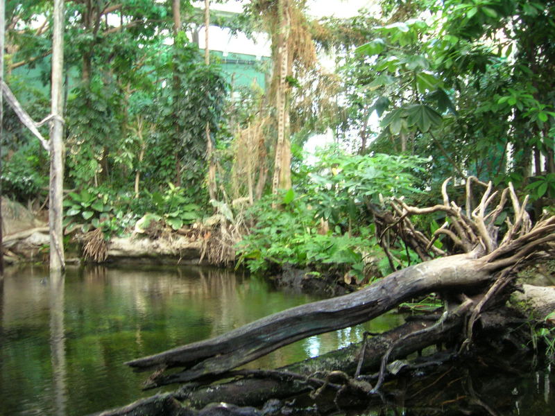 Bosque inundado del CosmoCaixa. 14.11.07