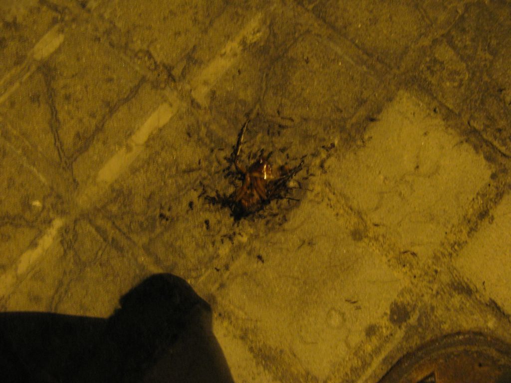IMG 2237 1024x768