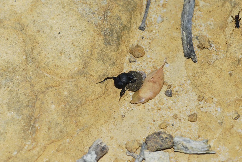 DSC0033 1024x685