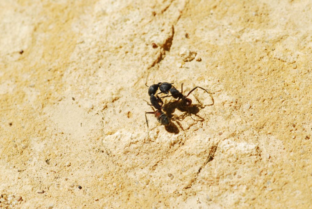 DSC0038 1024x685