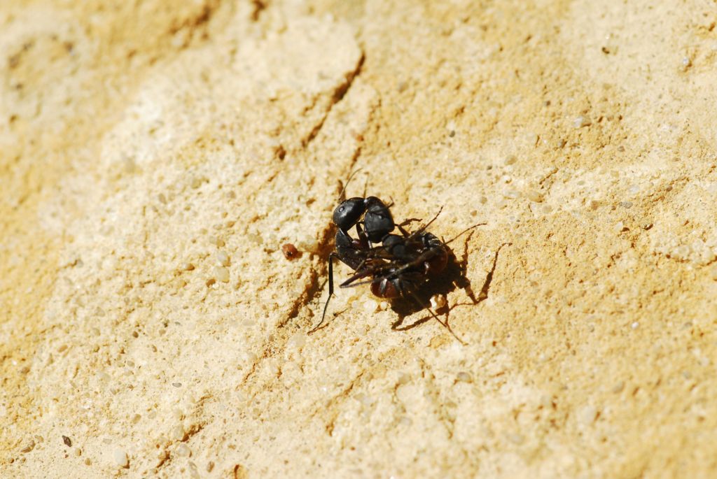 DSC0041 1024x685