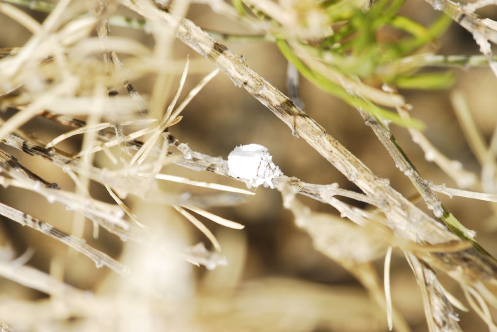 DSC0102 1024x685