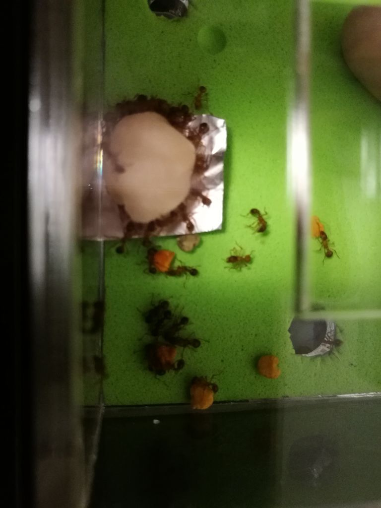 ya comiendo en la caja