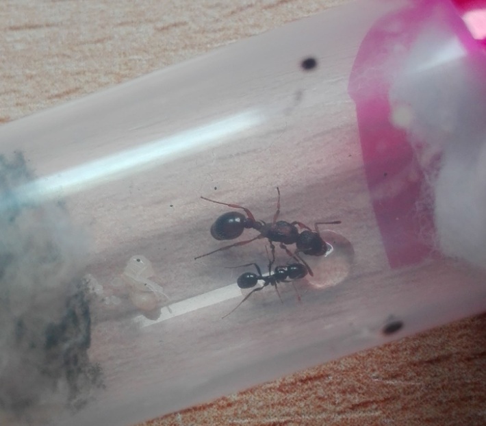 Myrmica