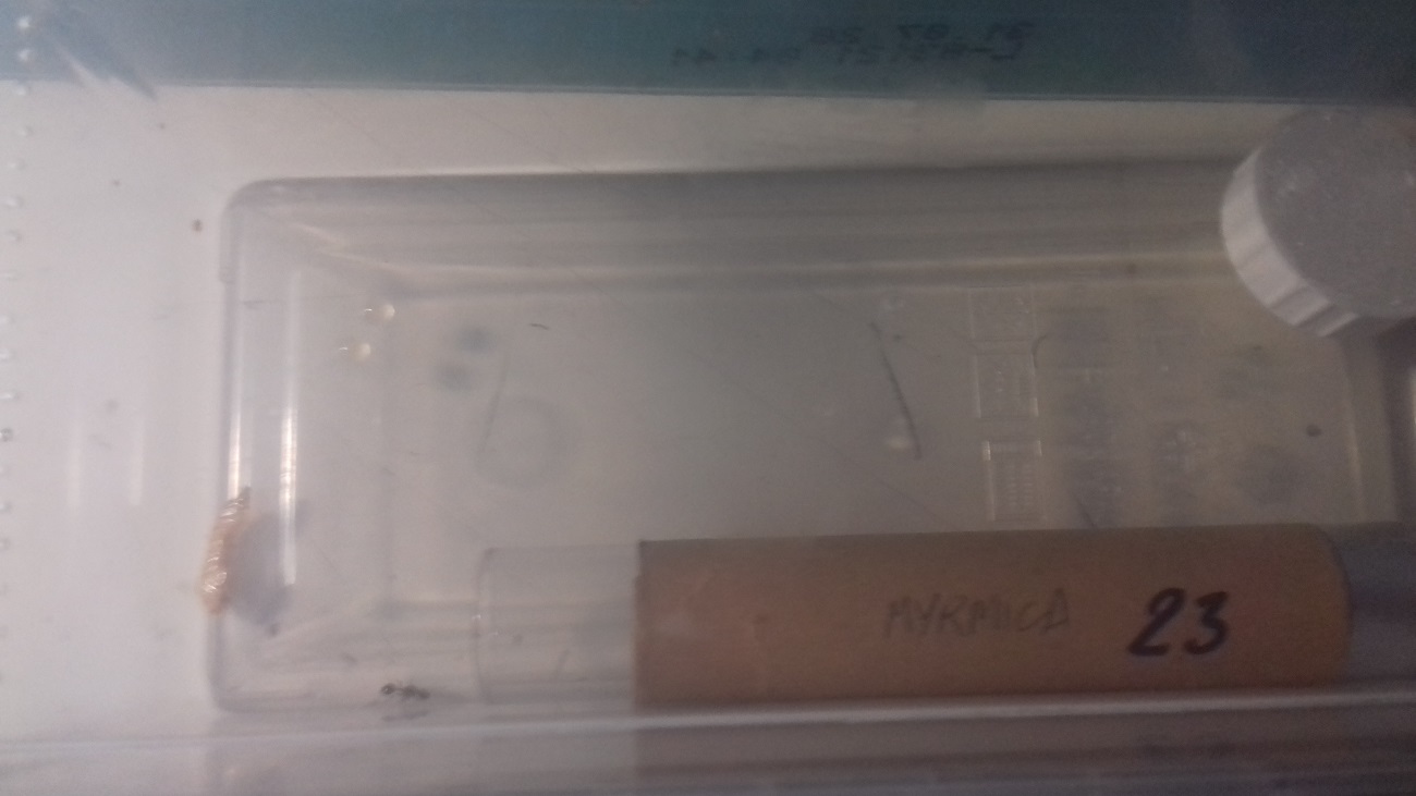 myrmica reina