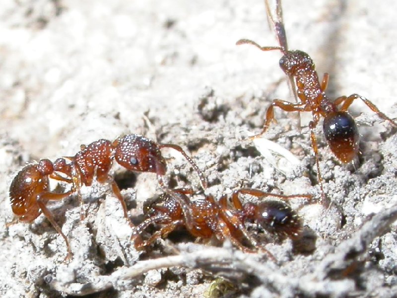Myrmica