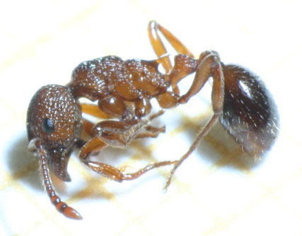 Myrmica del Mar Menor