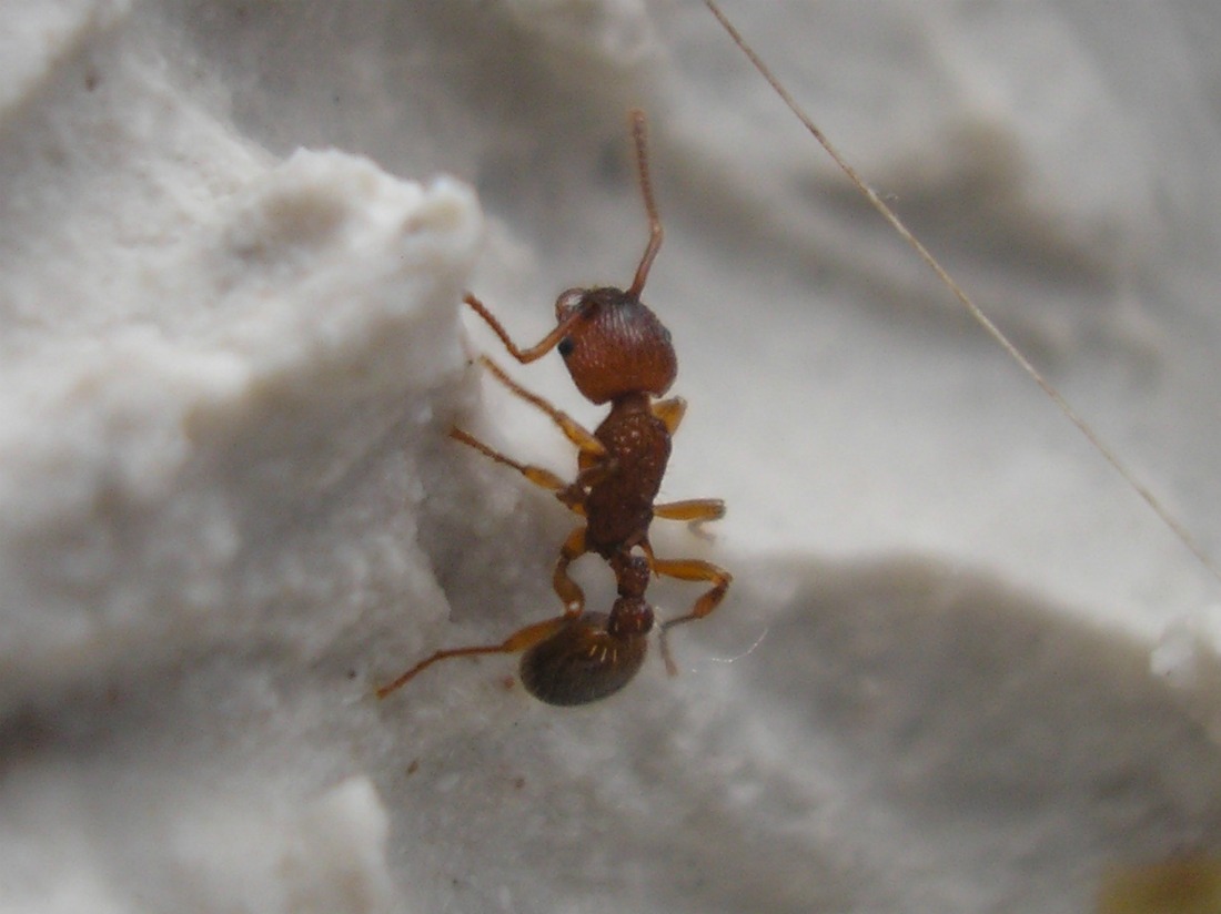 myrmica