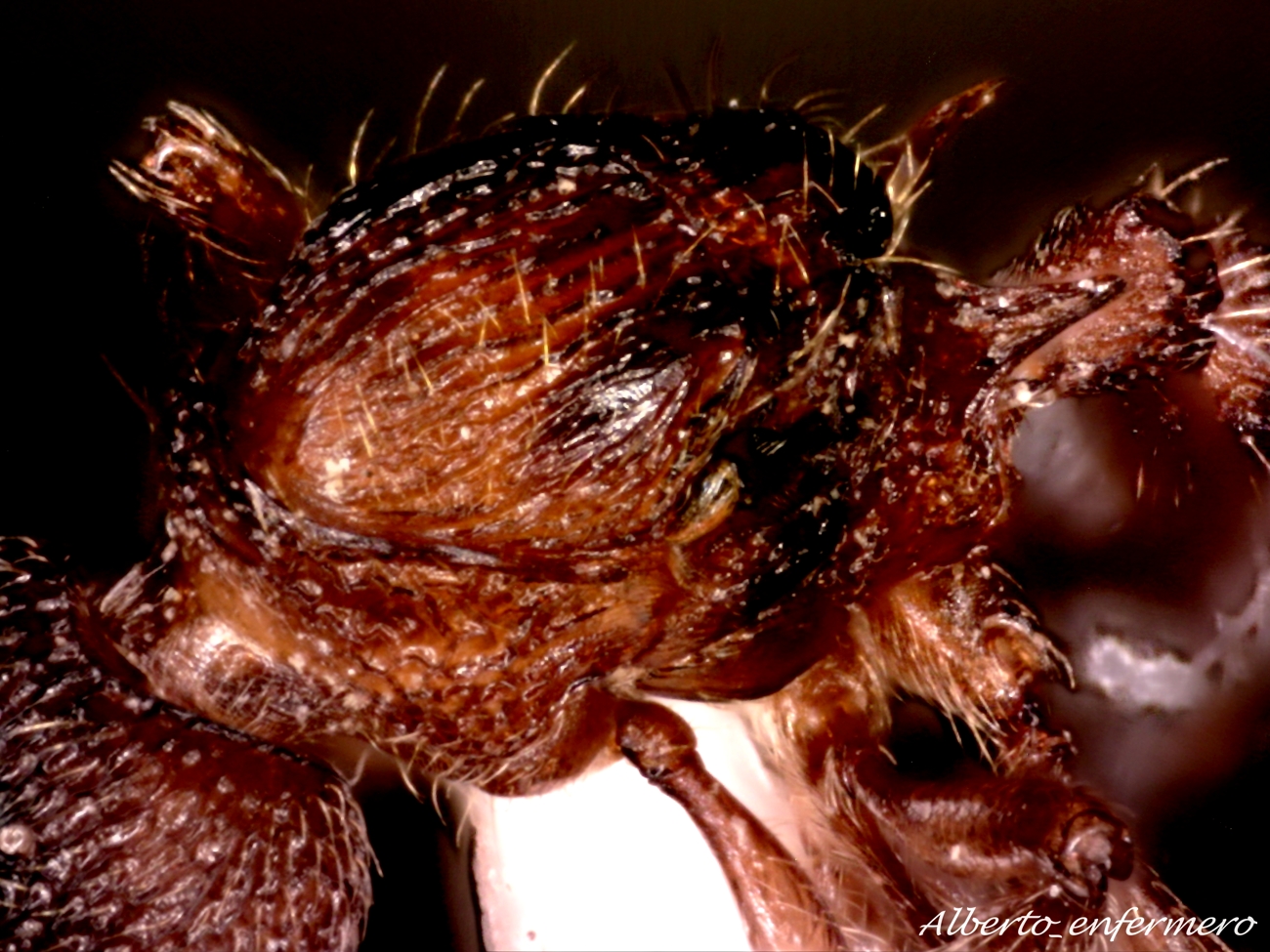torax myrmica