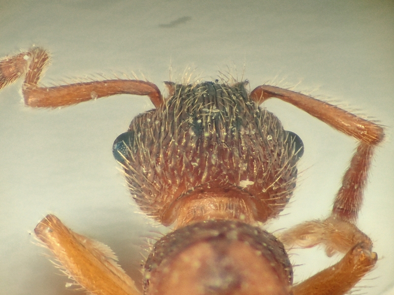 M. bibikoffi, reina