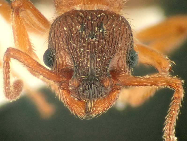 M. bibikoffi, reina