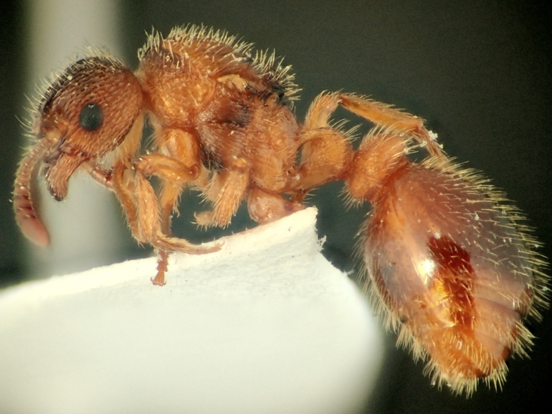 M. bibikoffi, reina