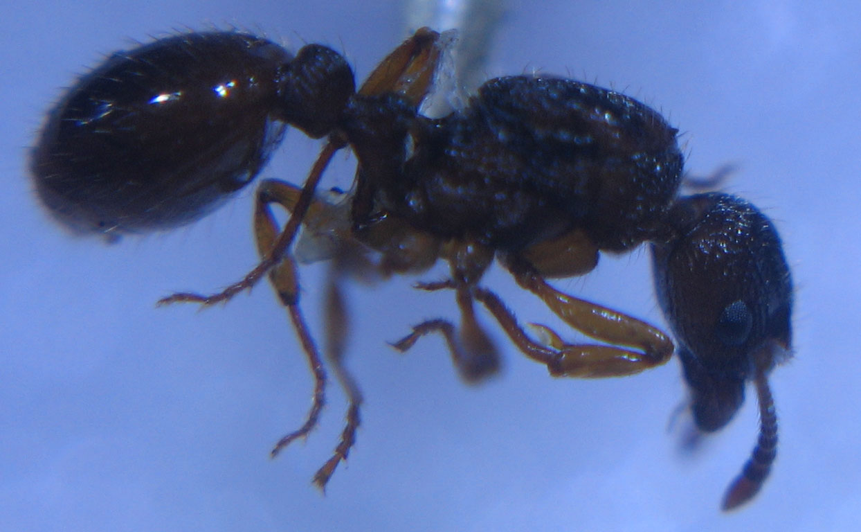 posible-myrmica