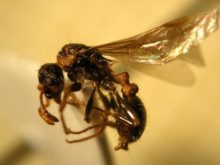 Ginandromorfo M. aloba
