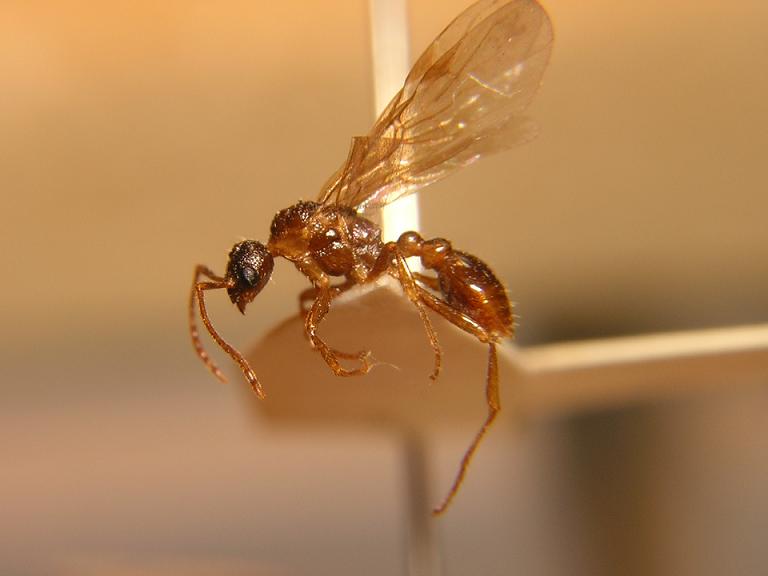 Macho de Myrmica