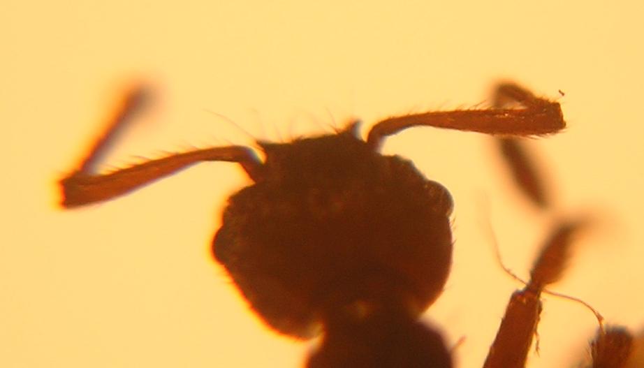 Myrmica, posiblemente sabuleti