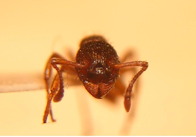 Myrmica, posiblemente sabuleti.