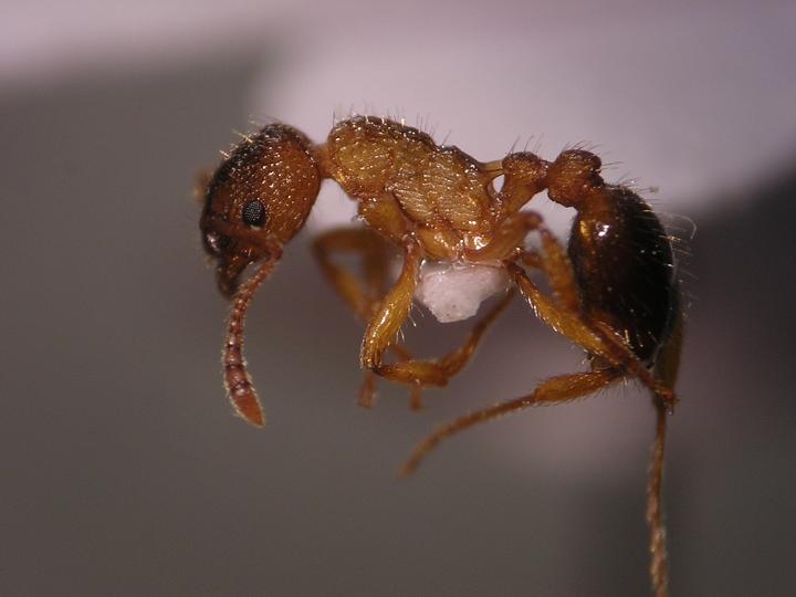Myrmica, posiblemente sabuleti.
