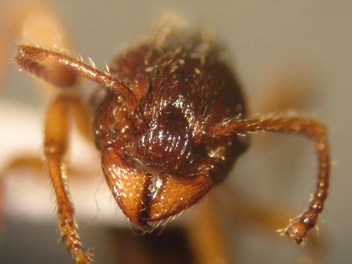 �Myrmica aloba?