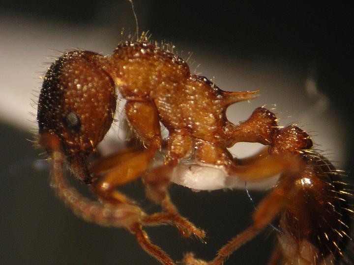 �Myrmica spinosior?