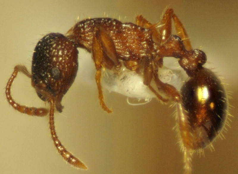 Myrmica xavieri