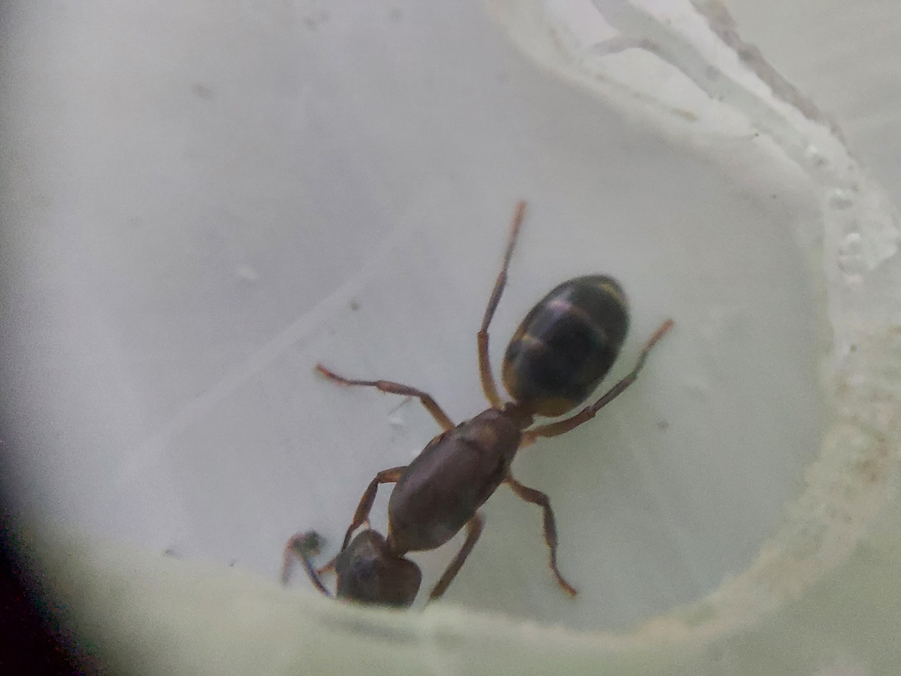 Camponotus Borelli 6