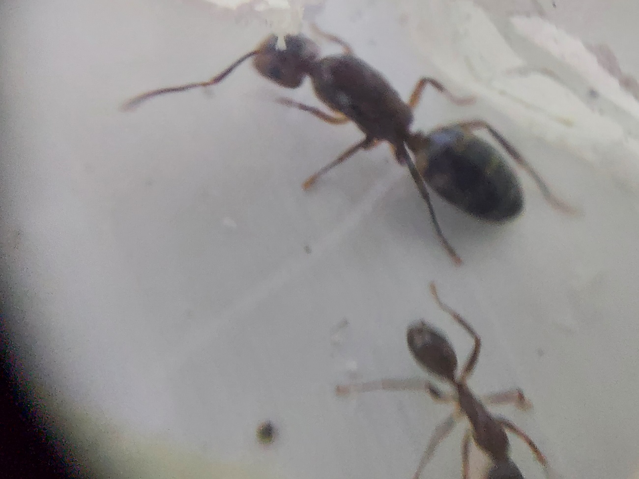 Camponotus Borelli 8