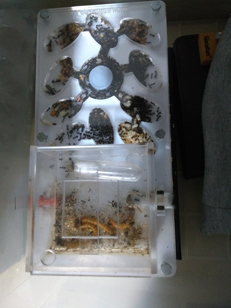 Acri 10x20 Seta Messor Barbarus