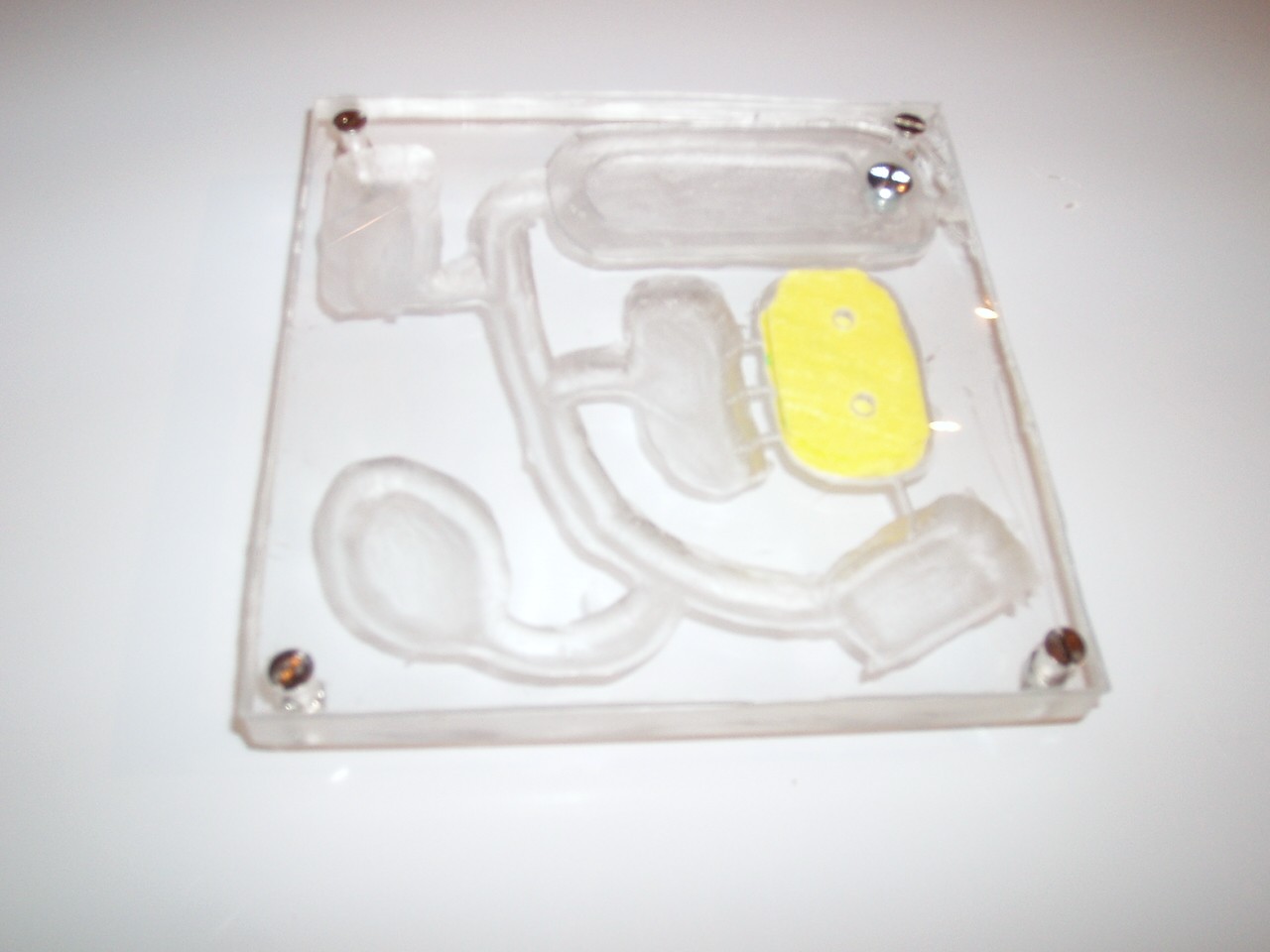 minicolonia