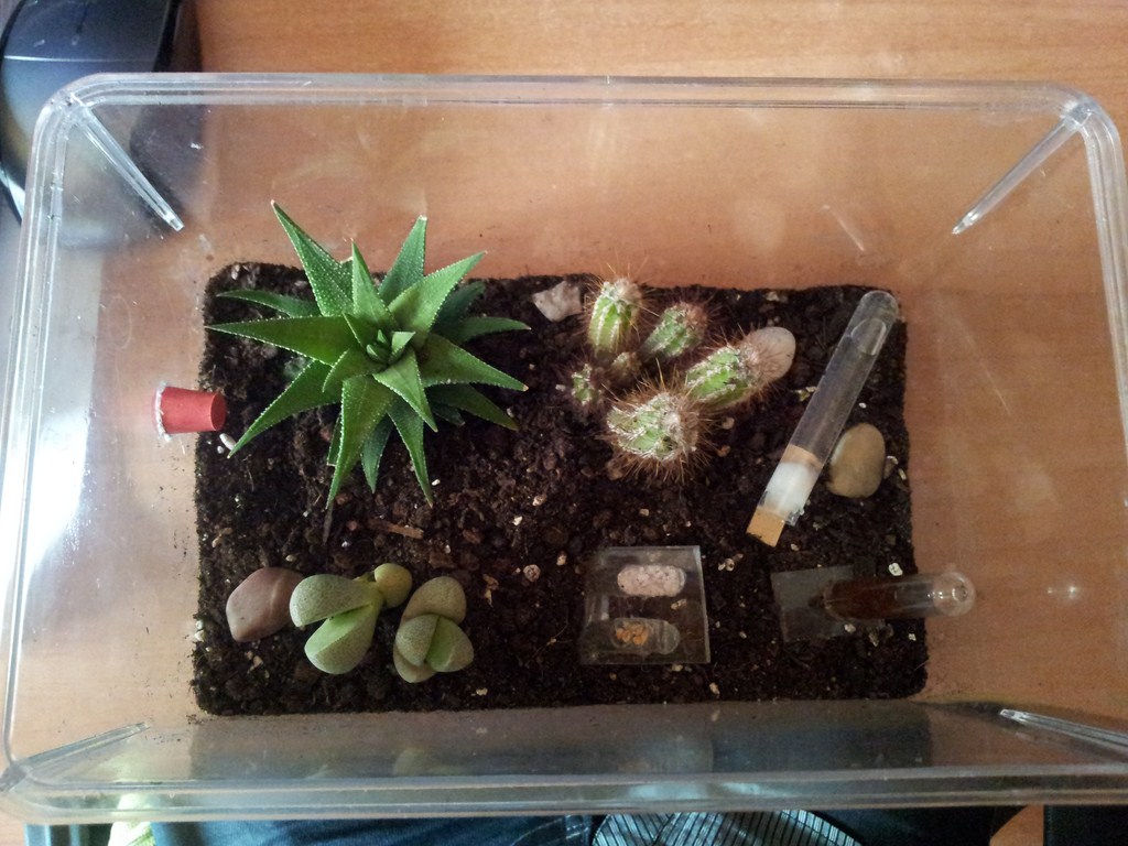 caja de forrajeo cactus