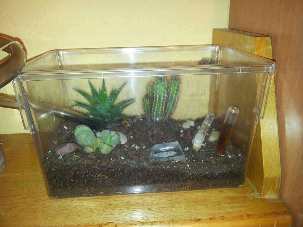 caja de forrajeo cactus