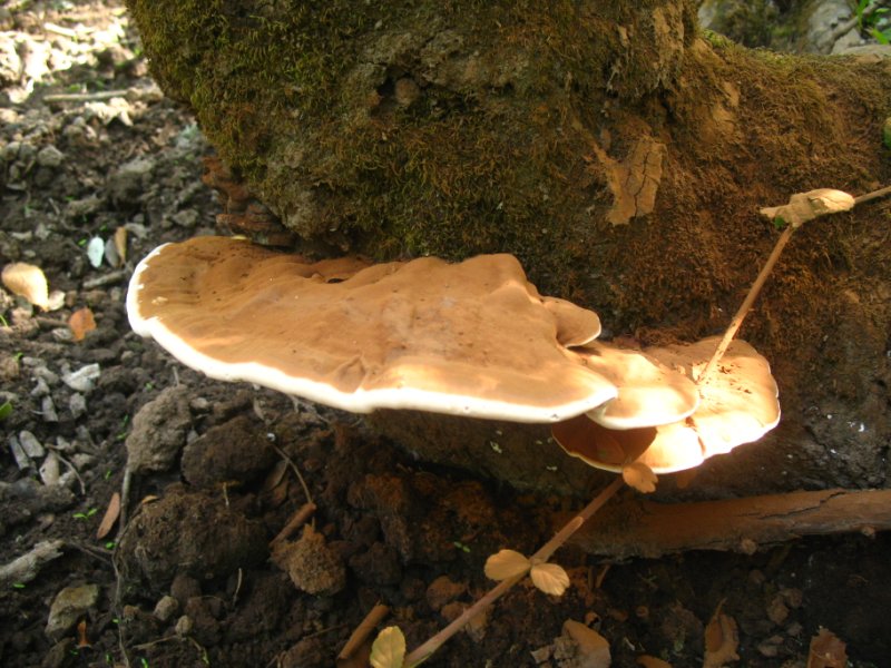 IMG 0963