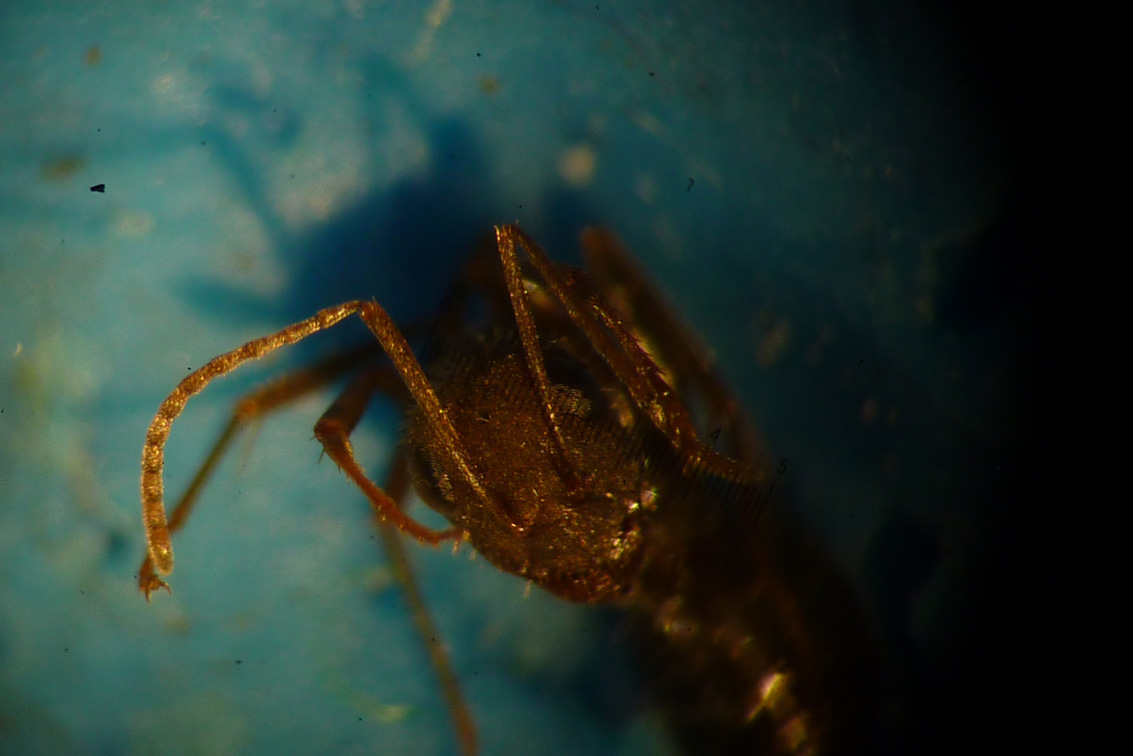 taxomara09_048.jpg