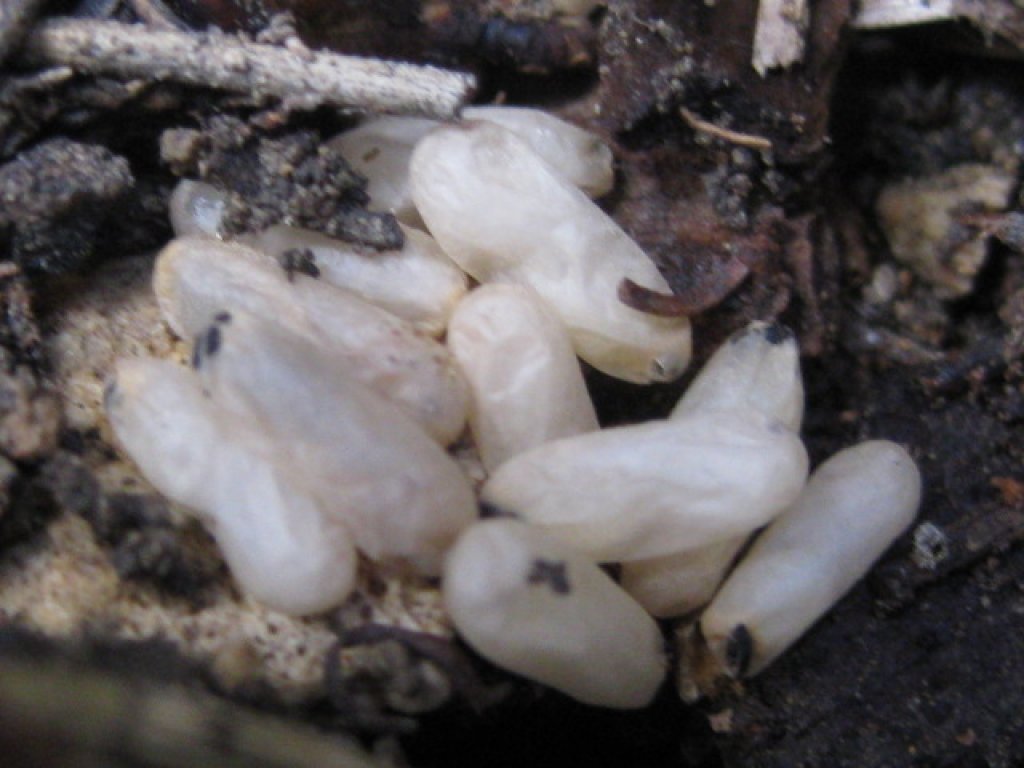 capullos de formica sp.