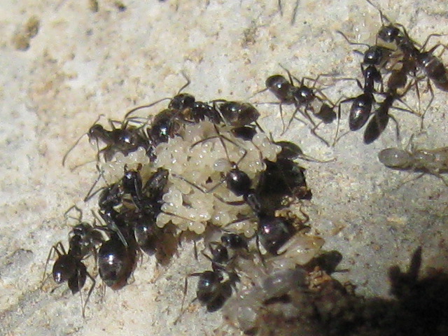 tapinoma sp.