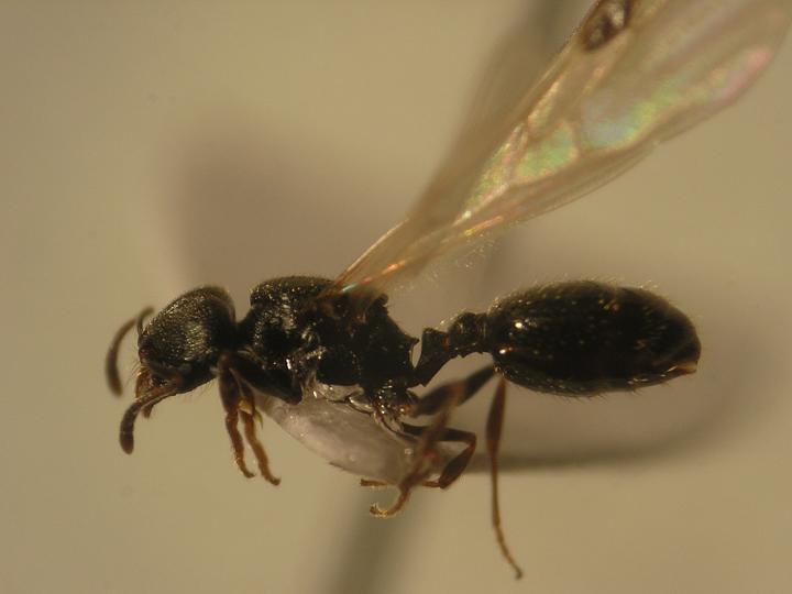 00 Reina Oxyopomyrmex