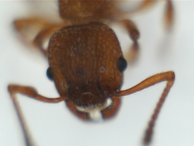 Myrmica-escapo