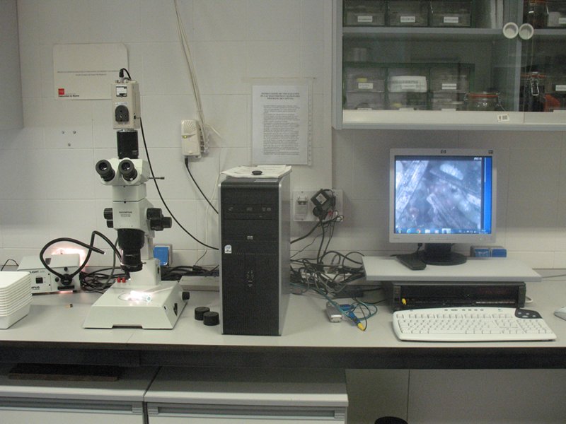 taxomara laboratorio