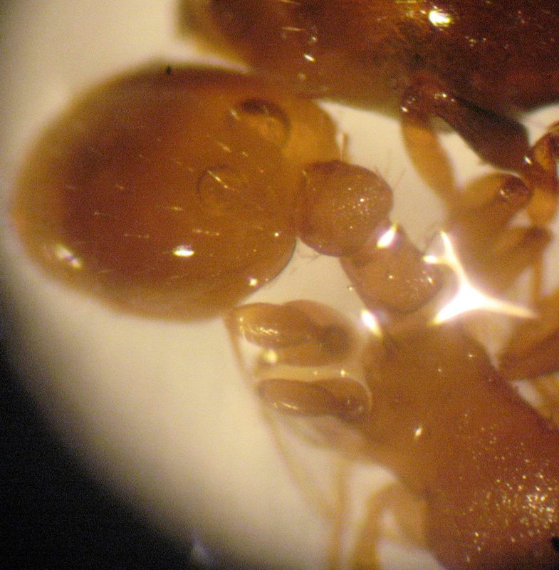 taxomara laboratorio