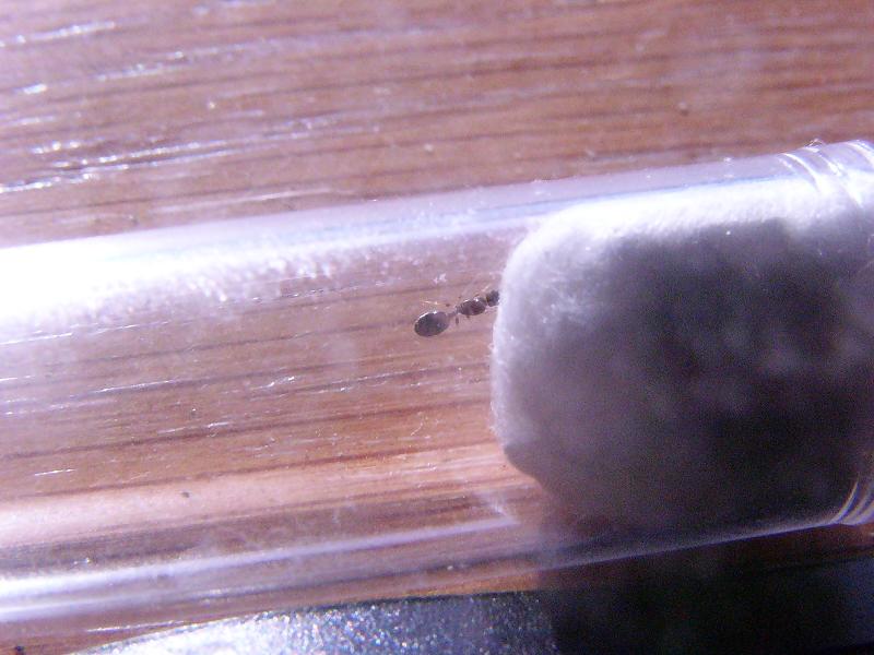 Temnothorax?2