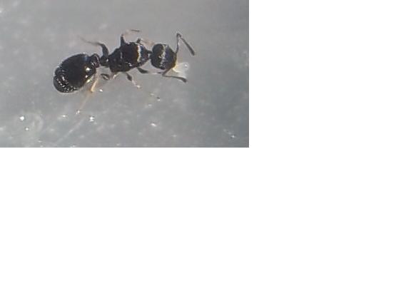 c indent 2