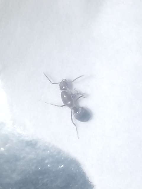 'Pheidole 2